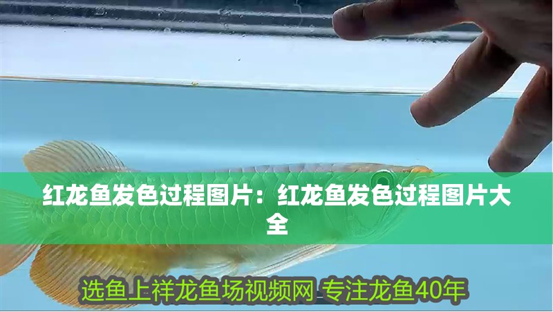 紅龍魚發色過程圖片：紅龍魚發色過程圖片大全