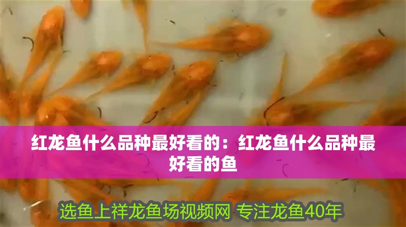 紅龍魚什么品種最好看的：紅龍魚什么品種最好看的魚