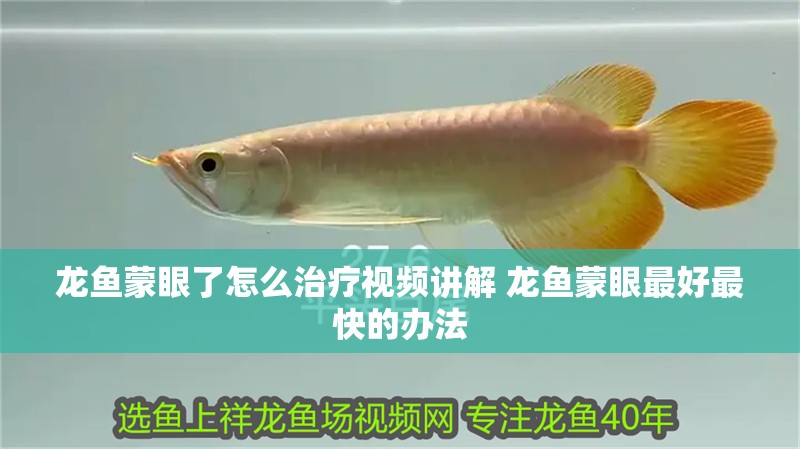 龍魚蒙眼了怎么治療視頻講解 龍魚蒙眼最好最快的辦法