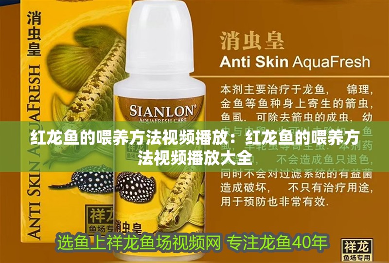 紅龍魚的喂養方法視頻播放：紅龍魚的喂養方法視頻播放大全