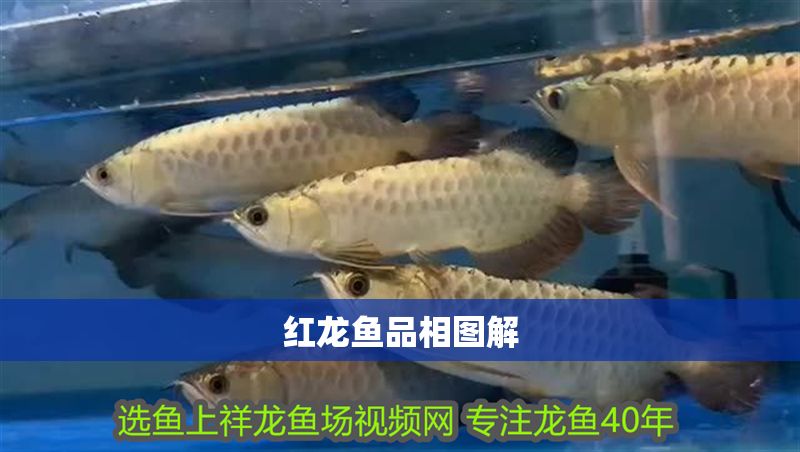紅龍魚品相圖解