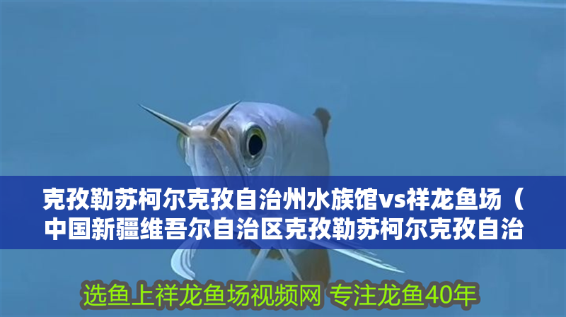 克孜勒蘇柯爾克孜自治州水族館vs祥龍魚場(chǎng)（中國新疆維吾爾自治區(qū)克孜勒蘇柯爾克孜自治州水族館）