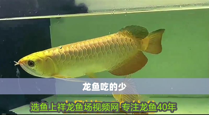 龍魚吃的少