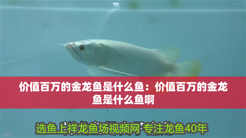 價(jià)值百萬(wàn)的金龍魚(yú)是什么魚(yú)：價(jià)值百萬(wàn)的金龍魚(yú)是什么魚(yú)啊