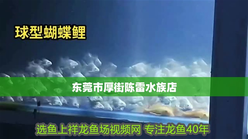 東莞市厚街陳雷水族店