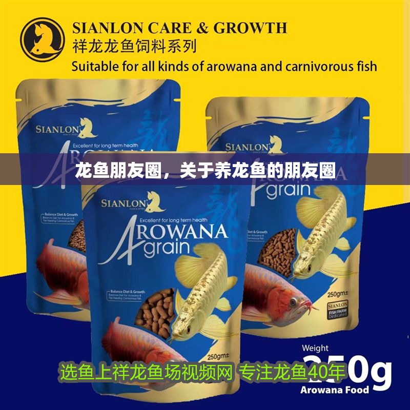 龍魚朋友圈，關(guān)于養(yǎng)龍魚的朋友圈