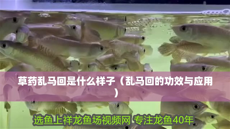 草藥亂馬回是什么樣子（亂馬回的功效與應用）