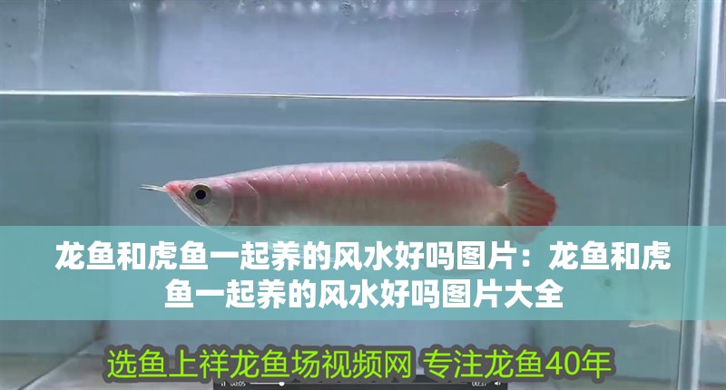 龍魚和虎魚一起養的風水好嗎圖片：龍魚和虎魚一起養的風水好嗎圖片大全