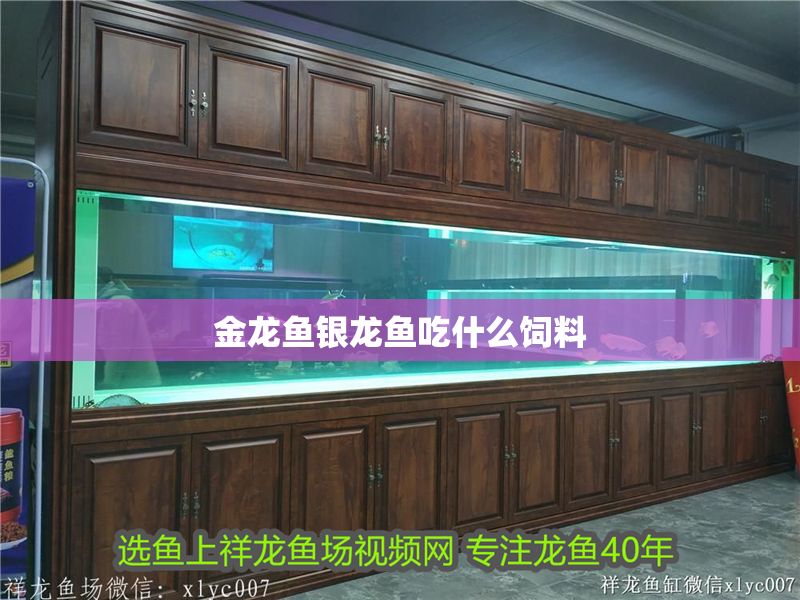 金龍魚銀龍魚吃什么飼料