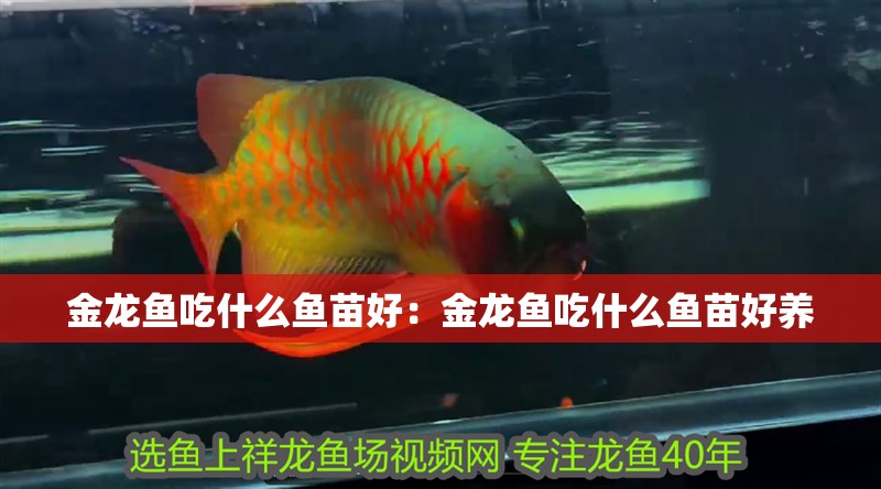 金龍魚吃什么魚苗好：金龍魚吃什么魚苗好養