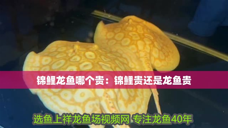 錦鯉龍魚哪個貴：錦鯉貴還是龍魚貴