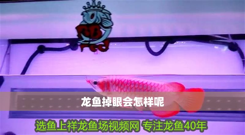 龍魚掉眼會怎樣呢