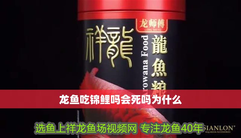 龍魚吃錦鯉嗎會死嗎為什么