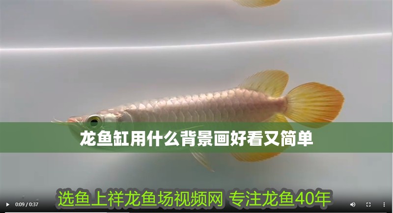 龍魚缸用什么背景畫好看又簡單