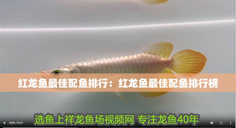 紅龍魚最佳配魚排行：紅龍魚最佳配魚排行榜