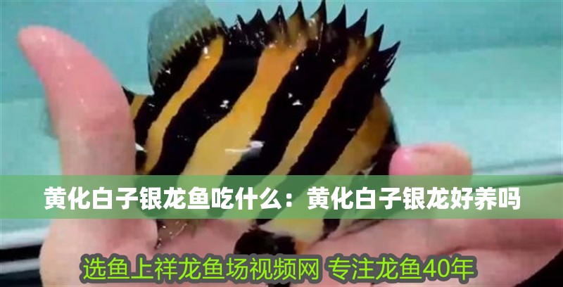 黃化白子銀龍魚吃什么：黃化白子銀龍好養嗎