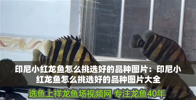 印尼小紅龍魚怎么挑選好的品種圖片：印尼小紅龍魚怎么挑選好的品種圖片大全