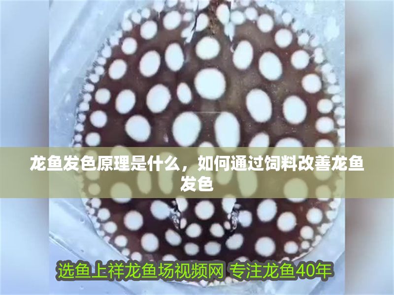 龍魚發(fā)色原理是什么，如何通過飼料改善龍魚發(fā)色