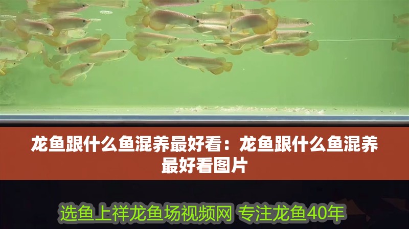 龍魚跟什么魚混養最好看：龍魚跟什么魚混養最好看圖片