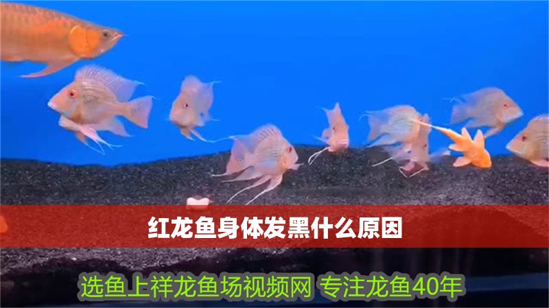 紅龍魚身體發(fā)黑什么原因
