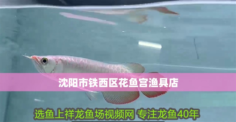 沈陽(yáng)市鐵西區(qū)花魚(yú)宮漁具店