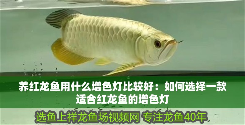 養紅龍魚用什么增色燈比較好：如何選擇一款適合紅龍魚的增色燈