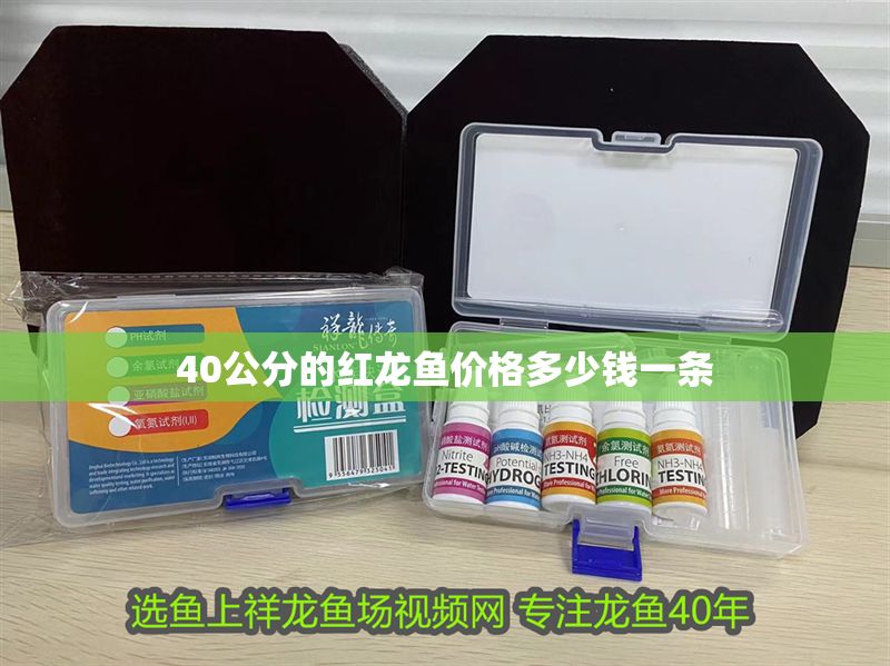 40公分的紅龍魚價格多少錢一條