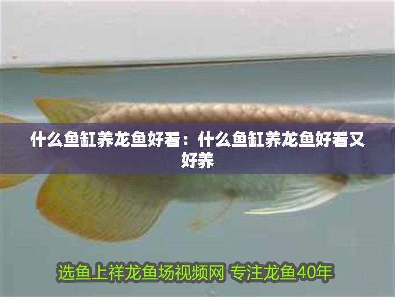 什么魚缸養龍魚好看：什么魚缸養龍魚好看又好養