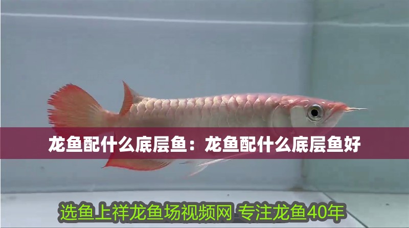 龍魚配什么底層魚：龍魚配什么底層魚好