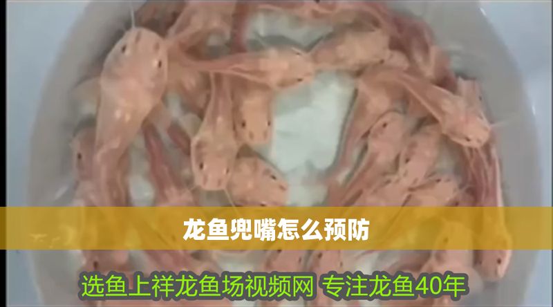 龍魚兜嘴怎么預防