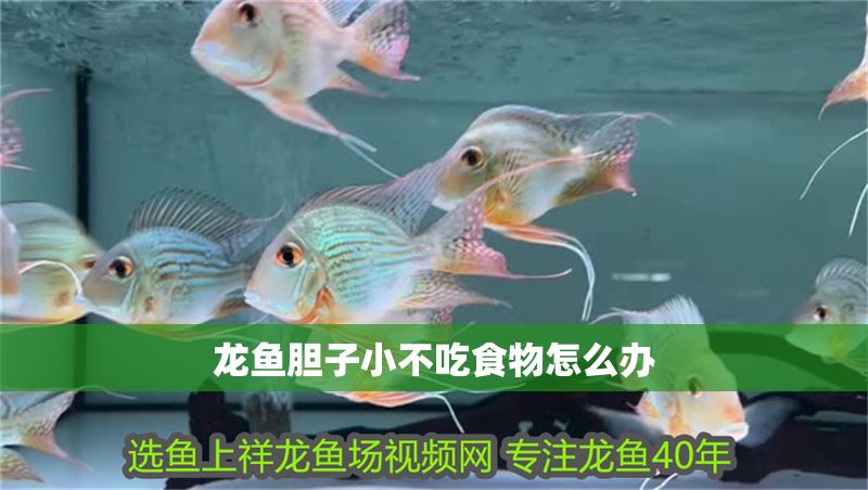 龍魚膽子小不吃食物怎么辦