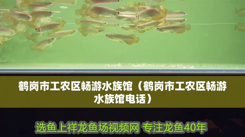鶴崗市工農區暢游水族館（鶴崗市工農區暢游水族館電話）