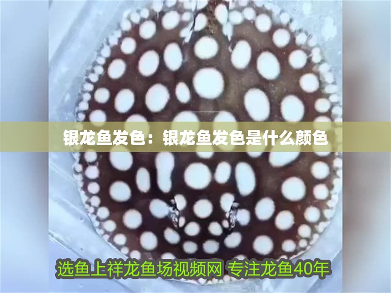 銀龍魚發色：銀龍魚發色是什么顏色