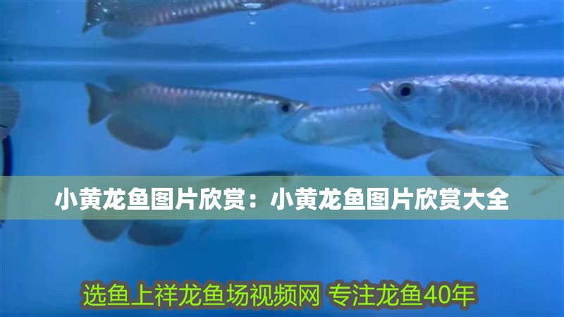小黃龍魚圖片欣賞：小黃龍魚圖片欣賞大全