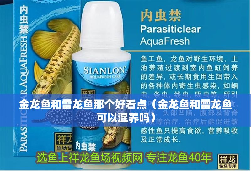金龍魚和雷龍魚那個好看點（金龍魚和雷龍魚可以混養(yǎng)嗎）