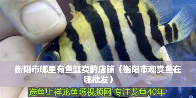 衡陽市哪里有魚缸賣的店鋪（衡陽市觀賞魚在哪批發）