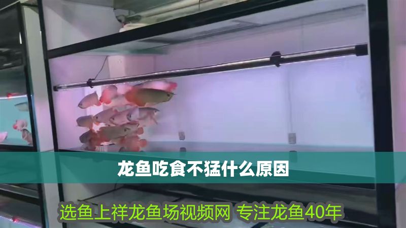 龍魚(yú)吃食不猛什么原因