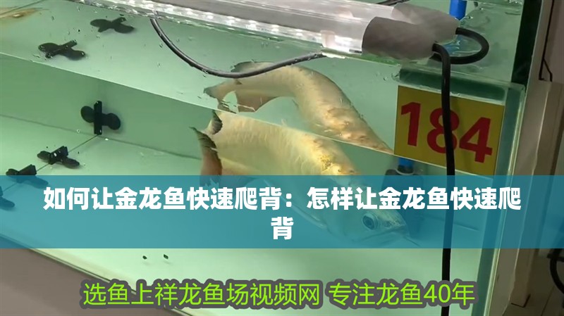 如何讓金龍魚快速爬背：怎樣讓金龍魚快速爬背