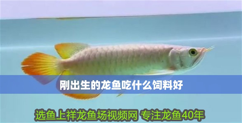 剛出生的龍魚吃什么飼料好