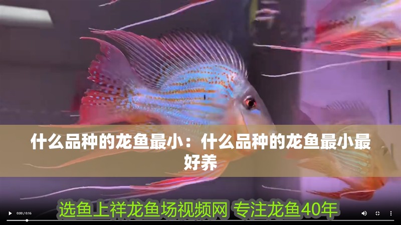 什么品種的龍魚最小：什么品種的龍魚最小最好養
