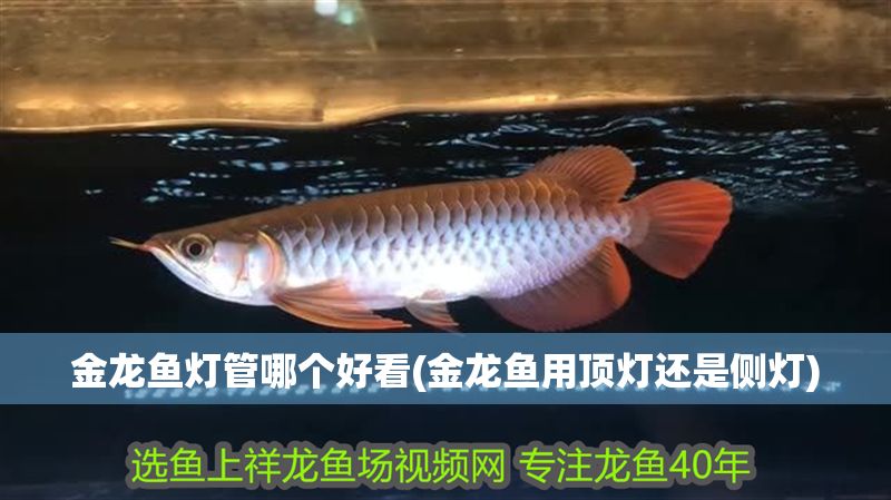 金龍魚燈管哪個好看(金龍魚用頂燈還是側燈)
