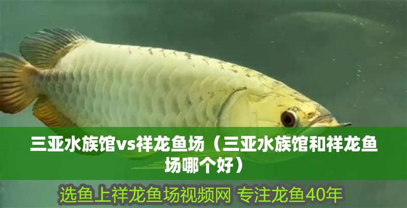 三亞水族館vs祥龍魚場（三亞水族館和祥龍魚場哪個好）