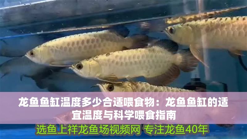 龍魚魚缸溫度多少合適喂食物：龍魚魚缸的適宜溫度與科學喂食指南