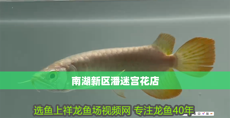 南湖新區(qū)潘迷宮花店