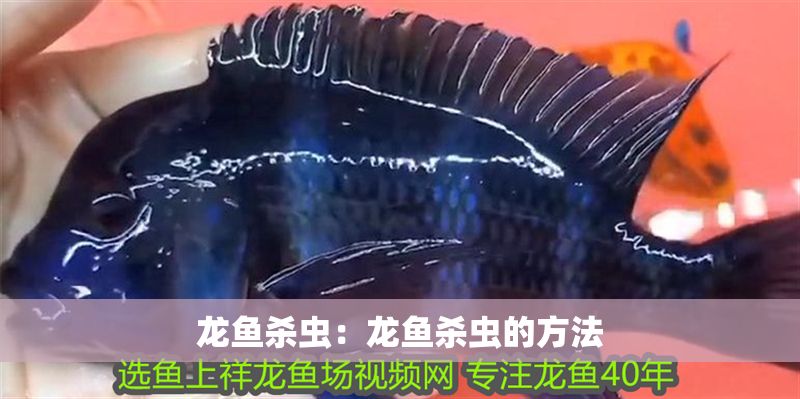 龍魚殺蟲：龍魚殺蟲的方法