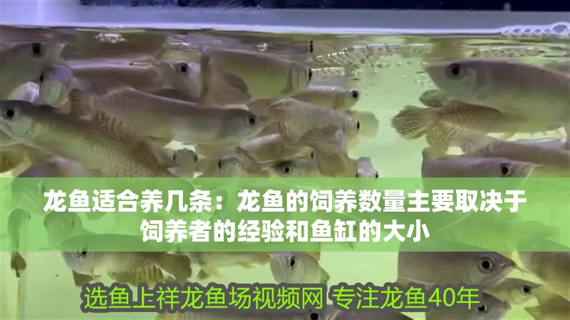 龍魚適合養(yǎng)幾條：龍魚的飼養(yǎng)數(shù)量主要取決于飼養(yǎng)者的經(jīng)驗和魚缸的大小