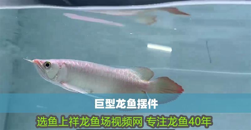 巨型龍魚擺件