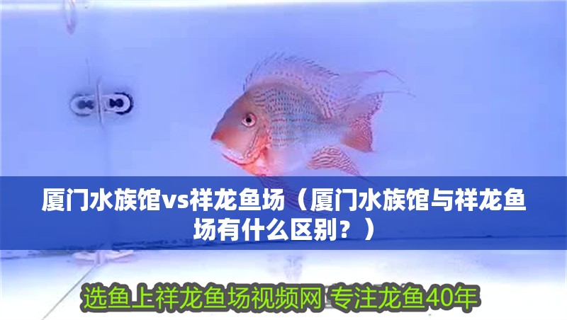 廈門水族館vs祥龍魚場（廈門水族館與祥龍魚場有什么區(qū)別？）