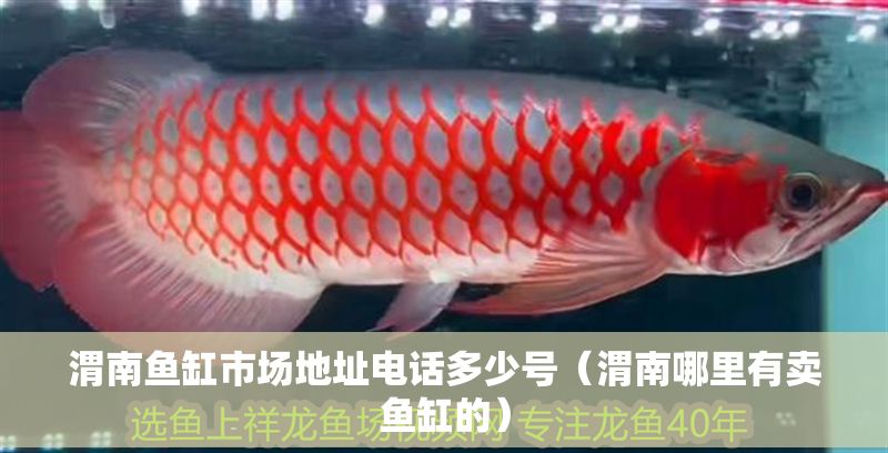 <strong><mark>渭南</mark></strong>魚缸市場地址電話多少號（<strong><mark>渭南</mark></strong>哪里有賣魚缸的）