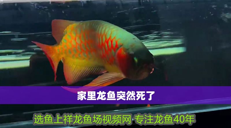 家里龍魚突然死了